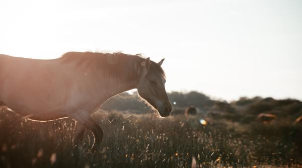 guvernatorul teodosie marinov intervine in problema cailor din delta dunarii video