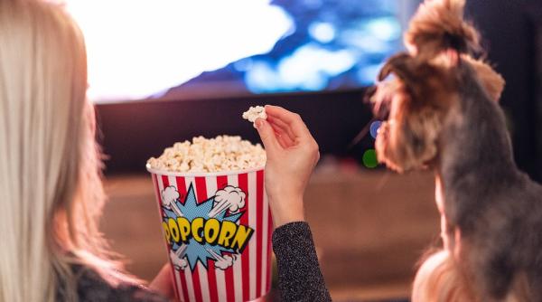 jobul la care viseaza orice iubitor de animale primesti 1 000 de dolari daca de uiti 10 ore la filme cu caini