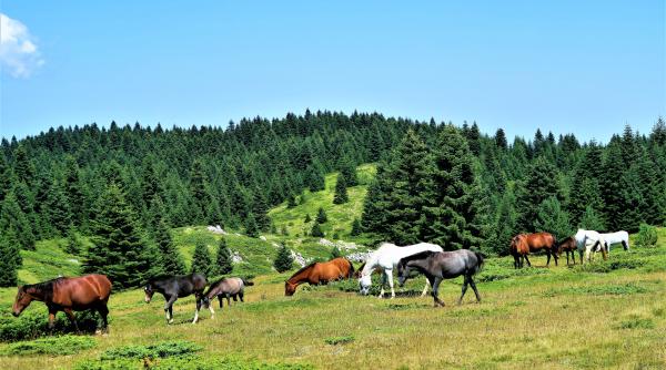 rolul pasunilor in reducerea emisiilor de carbon
