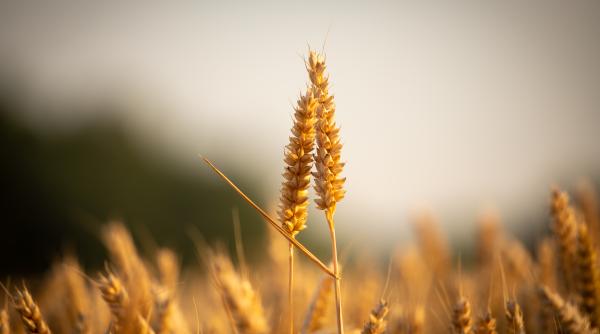 marea britanie a fost testat graul modificat genetic prin tehnologia crispr