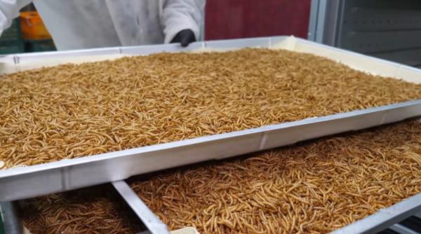 parerile unor politicieni despre consumul de insecte ce spun de fapt reglementarile ue