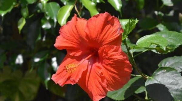 plantele care nu pot fi pastrate acasa iti distrug viata personala si atrag energiile negative scapa acum de ele