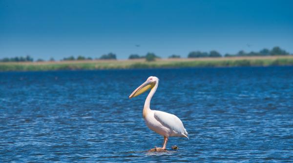 guvernatorul deltei dunarii este imposibil sa vedem ce se intampla pe bastroe daca se confirma romania va lua o pozitie foarte ferma