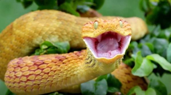 recent descoperit sarpele dicaprio este pe cale de disparitie