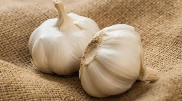 usturoiul va creste de dimensiunea unui mar secrete simple pentru o recolta bogata
