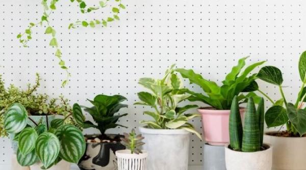 nu mai cumpara ingrasaminte pentru plante le poti face gratis chiar acasa