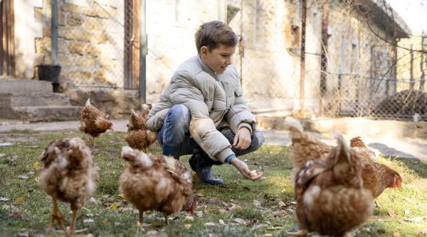 pasarile de curte nu vor mai putea fi crescute in custi