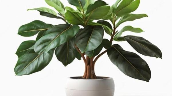 plantele care te ajuta sa ti gasesti fericirea cultiva le si iti vei gasi sufletul pereche