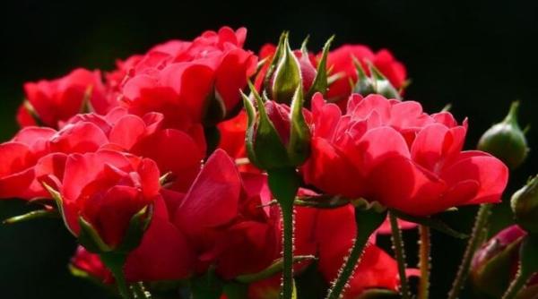 trandafirii vor inflori abundent o reteta eficienta pentru un ingrasamant de primavara