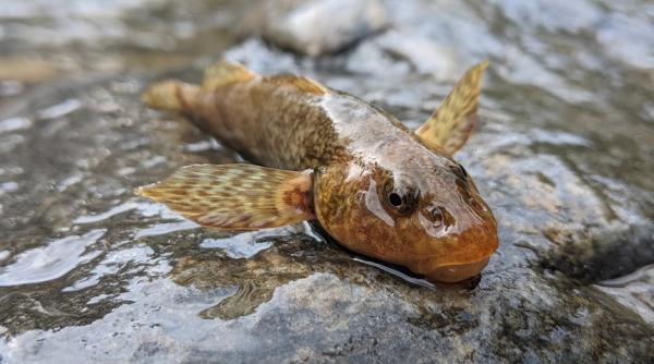 ultimele exemplare de asprete sunt in pericol de disparitie poluare masiva in muntii fagaras video