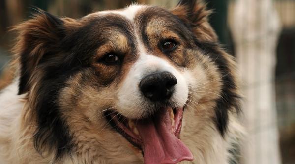 de ce cainii mananca fecale cum ii puteti dezobisnui sa mai faca asta