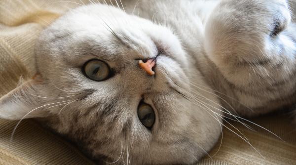 dorm pisicile cu ochii deschisi ce spun oamenii de stiinta