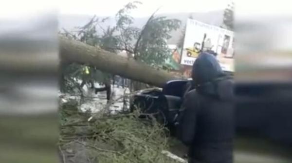 un brad de 15 metri a cazut peste o masina aflata in mers pe dn 1