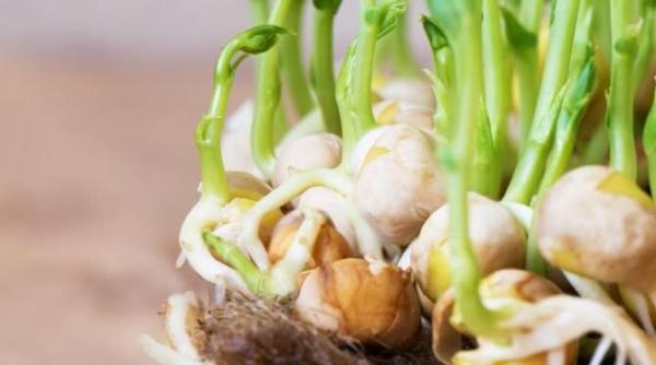 nu mai cumpara usturoi il poti cultiva chiar pe pervaz trucul dezvaluit de gradinarii cu experienta