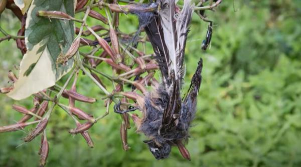 curiozitate pisonia copacul care ucide pasarile