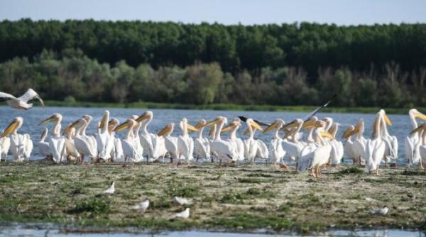 delta dunarii trebuie ajutata horia teodorescu cj tulcea are nevoie de sprijin de investitii si de multa minte