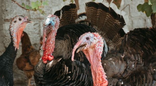 gripa aviara ne tine in alerta locurile din romania unde au fost ucise peste 500 000 de pasari