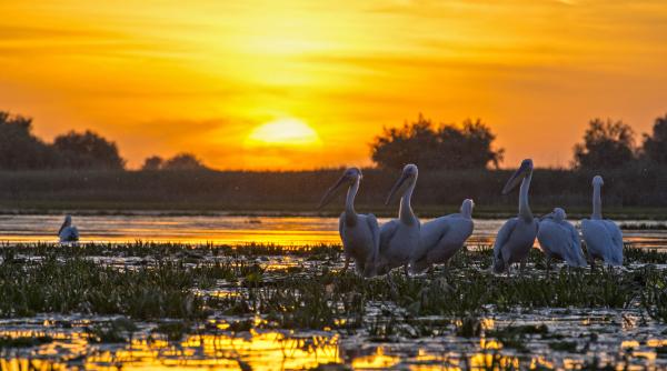 localitatea etalon din tulcea presedinte cj as arunca manusa pentru multe localitati din tara sa vada cum se gospodareste o comuna invit pe toata lumea aici