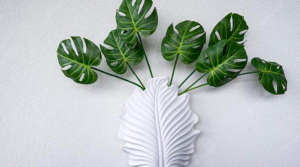monstera o planta exotica si misterioasa care iti poate aduce schimbari pozitive in viata
