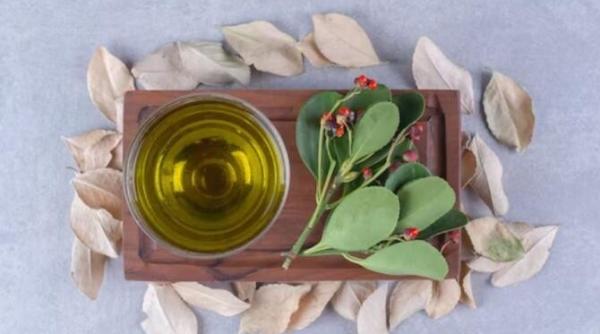 proprietatile si contraindicatiile frunzei de dafin acest condiment aromat este interzis unor persoane