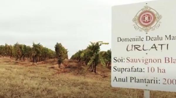 zarea a cumparat pachetul majoritar de actiuni al grupului domeniile dealu mare urlati fondat de adrian radulescu