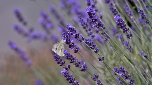 insecte acoperite cu polen vechi de 280 de milioane de ani descoperite de oamenii de stiinta