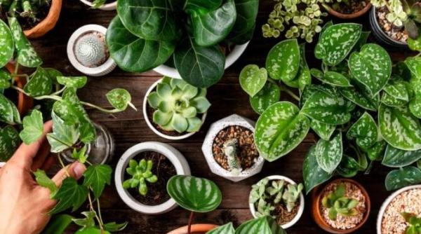 iti este lene sa uzi plantele de interior apeleaza la trucul gospodinelor istete