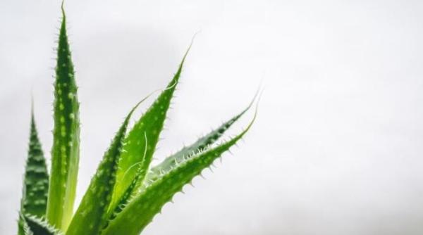 cinci plante de apartament te ajuta sa te calmezi si sa scapi de stres