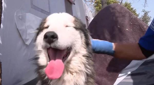 el este alex cainele salvat de sub daramaturi la 23 de zile de la cutremurele devastatoare din turcia video in articol