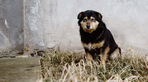 cainii din zona cernobil sunt in prezent diferiti genetic fata de altii caini din lume
