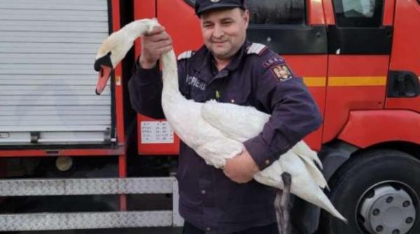 o lebada prinsa intr un fir de nailon salvata de pompieri in giurgiu