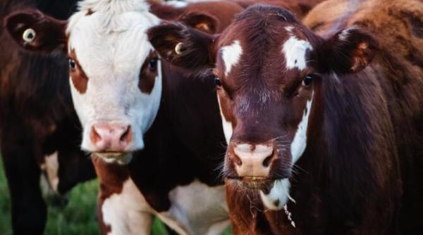 sa ucidem sau nu vacile din cauza poluarii bulai incepem deja sa avem o problema sa discutam ca suntem prea multi oameni pana una alta