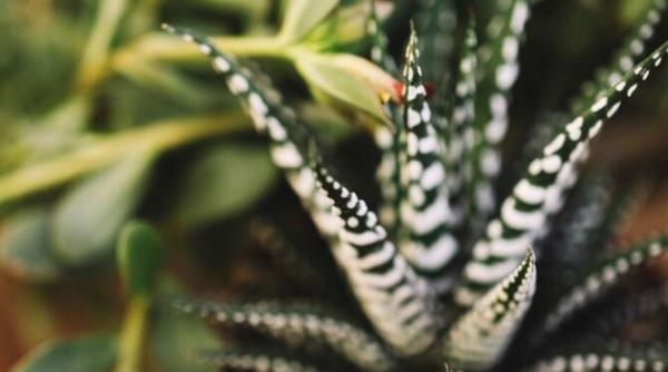 cinci plante de interior care au un efect vindecator asupra sistemului nervos