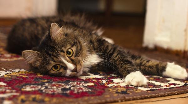 de ce pisica vomita pe covor