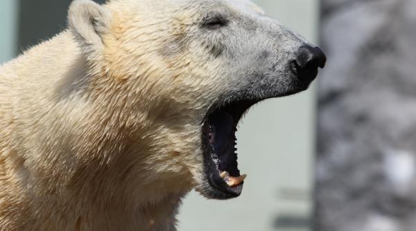 gheata din antarctica atinge cel mai scazut nivel inregistrat vreodata