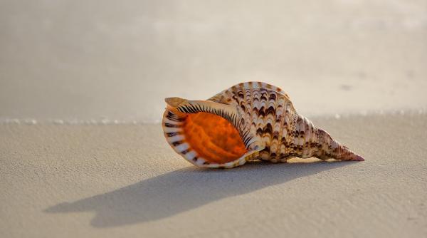 motivul pentru care auzim sunetul marii in scoici demontarea uneia dintre cele mai populare legende