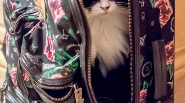 o pisica a fost trecuta printr un scaner cu raze x intr un aeroport ce s a intamplat apoi greseala catastrofala foto in articol