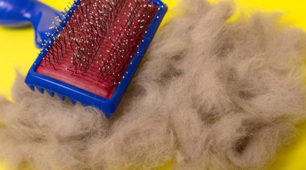 adio par de animale daca folosesti aceste trucuri