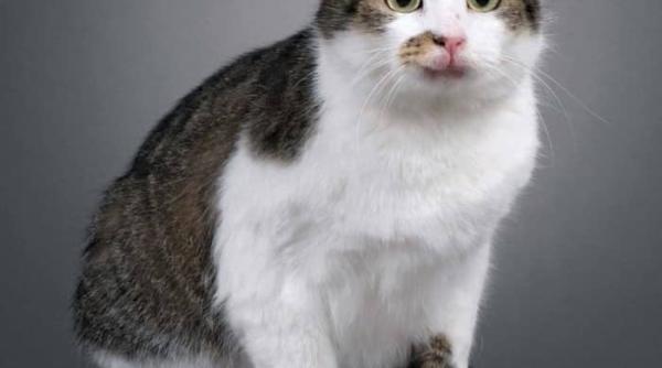 povestea pisicii cc primul animal de companie clonat vreodata