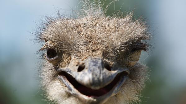 un strut a aparut in gaesti animalul a scapat din masina proprietarului si a fost gasit in piata din oras foto