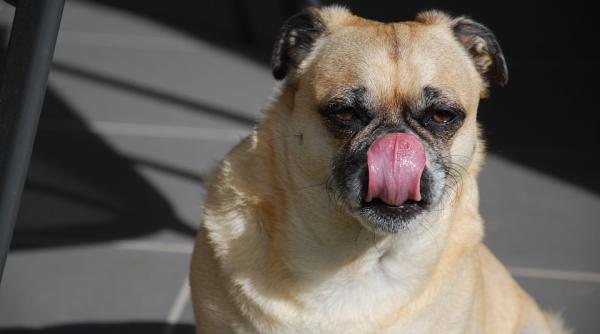 de ce cainele tau te linge atat de mult 5 motive la care nu te asteptai