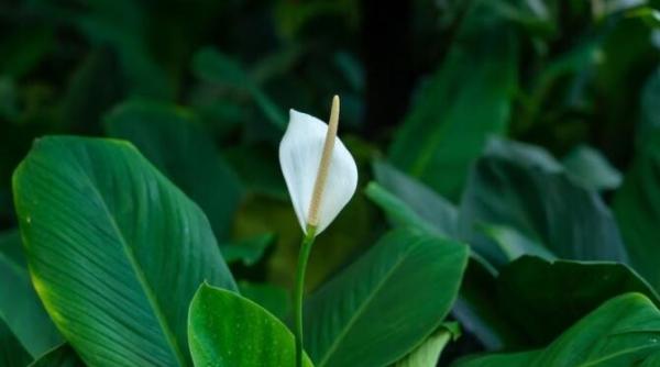 dupa trei luni de iarna spathiphyllumul va fi acoperit de flori urmeaza sfatul gradinarilor