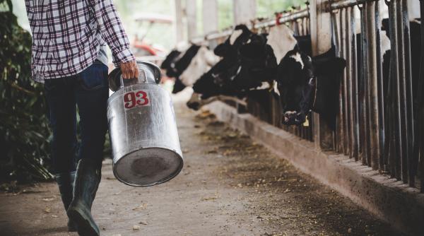 crescatorii de vaci ies cu animalele in strada proteste la bucuresti si in toata tara