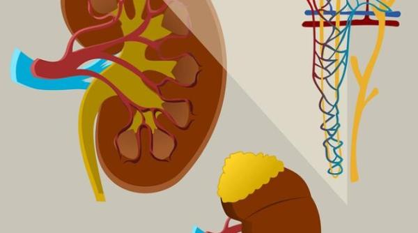 doua analize care depisteaza boala cronica de rinichi ministrul rafila spune cine trebuie sa le faca simple decontate nu e nimic complicat