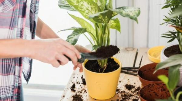 ghiveciul care distruge chiar si cea mai puternica planta ai grija ce recipient alegi