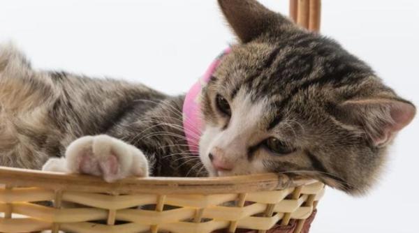 nu ti otravi pisica aceste produse populare pot dauna animalului de companie