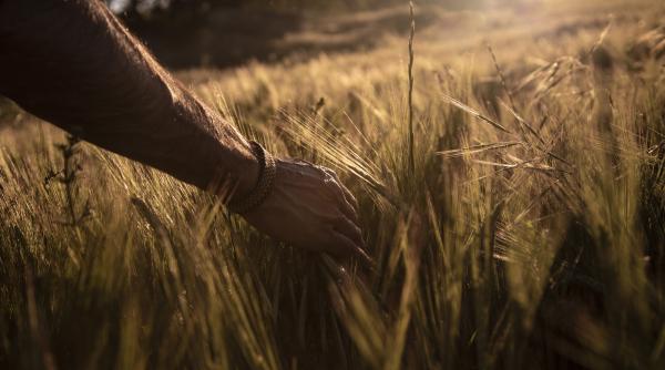 seicii din arabia saudita cu ochii pe graul romanesc