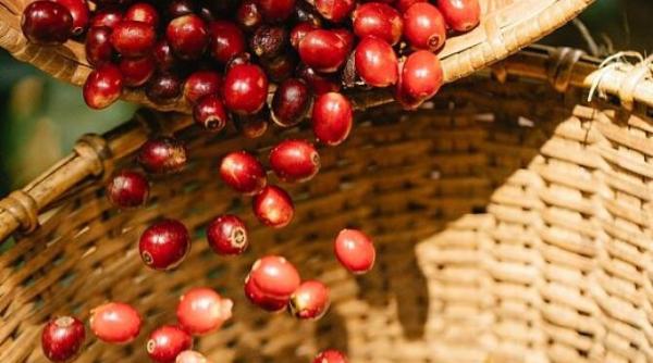 sterge ridurile de pe fata si semnele de imbatranire cu ulei de maces