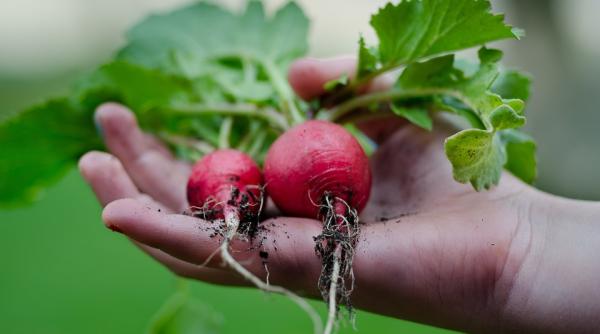 ridichile rosii nu sunt doar gustoase ci si sanatoase lista bolilor pe care le pot preveni