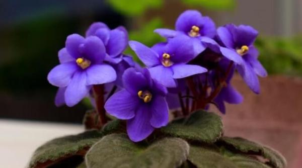 de ce violetele de pe pervaz nu infloresc urmeaza doua sfaturi ale gradinarilor cu experienta